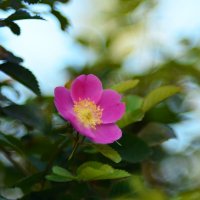 Шиповник :: Геннадий Супрун