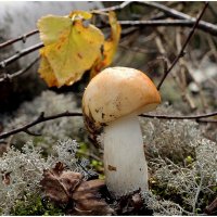 Сыроежка .. :: Aleksandr Gal