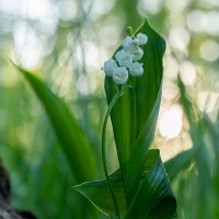ландыш танцор :: Виталий Емельянов ландыш танцор :: Виталий Емельянов