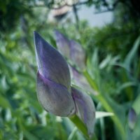 Ирисы :: Любимова Ольга 