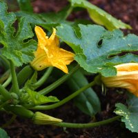 Лето в Ботаническом... Июль. :: Наташа *****