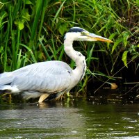 Гармония флоры и фауны(серия) :: Владимир Манкер Гармония флоры и фауны(серия) :: Владимир Манкер