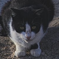 C&#39;est la vie :: Giant Tao /