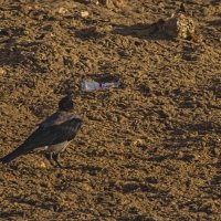 Эй чушпан ,ты на моем Районе ... Понял :: Giant Tao /