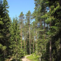 Лесная дорога :: Александр Ильчевский 