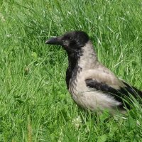 Серая ворона :: Рита Симонова