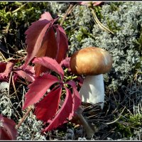 Сыроежка... :: Aleksandr Gal