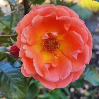 ,,, :: Сергей Тимоновский