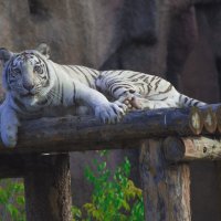 Бенгальский Тигр :: Владимир Максимов