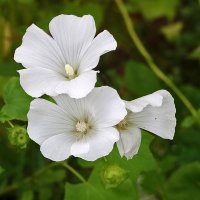 Мальва лаватера :: Светлана Мальва лаватера :: Светлана