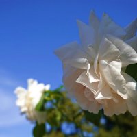 А завтра... Осень! :: Галина 