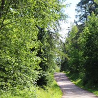 Валаамский лес :: Любовь ***