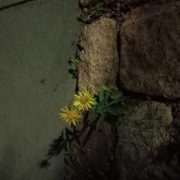 Двое :: Елена Рекк