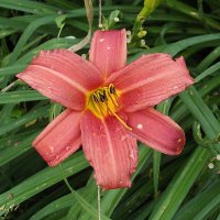 Лилейник :: Freddy 97