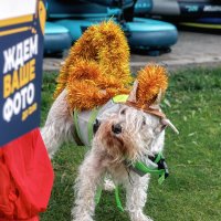 Про Питер :: Владимир Колесников