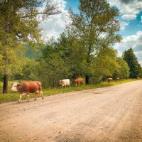 Утро :: Larisa Kuznetsova