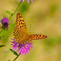 Бабочка перламутровка :: Сергей Беляев