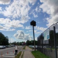 Аисты поселились около зоопарка :: Ирэн 