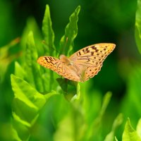 Последние летние денёчки :: Светлана Тихонина