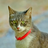 Красотка :: Светлана Тихонина