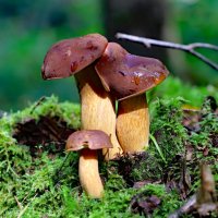 гриб польский :: краснов юрий 