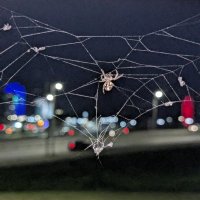 Паутина :: Оксана Я