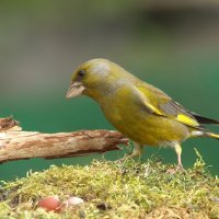 Интерес :: Вячеслав Минаев