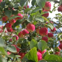 Урожайный год :: Сергей Швечков