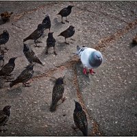 Руководство с секретарём на цеховом собрании :: Анатолий ИМХО