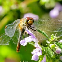 из снятого позавчера 4 :: Александр Прокудин