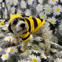 Пчела- Чивас) :: Любовь 