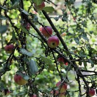 Щедрый урожай. :: Любовь 