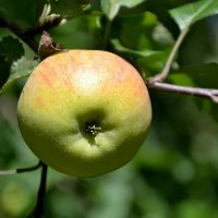 Август Лето Яблоки :: Михаил Столяров