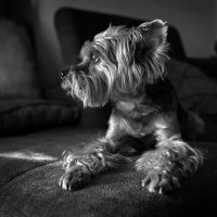 Сосед зашел в гости :: Юрий Вайсенблюм