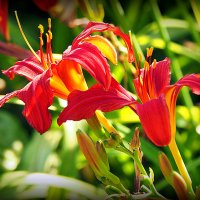 они на радость нам даны :: Олег Лукьянов