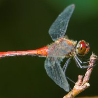 *** :: Олег Алексеев *** :: Олег Алексеев