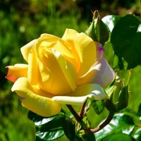 О цветах в последний день лета. :: Милешкин Владимир Алексеевич 