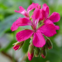 *** :: Виктор Иванович Чернюк