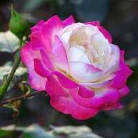 О цветах в последний день лета. :: Милешкин Владимир Алексеевич 