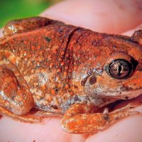 Квакушонок! ...  ( лягушка-чесночница! ) ) :: Елена Хайдукова  ( Elena Fly )