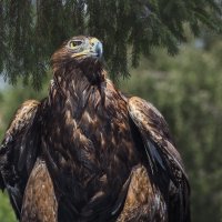 Беркут :: SanSan 