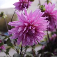 Такие мы разные! :: Любовь Сахарова