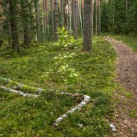 Свой среди чужих. :: Михаил "Skipper"