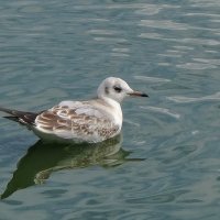 Чайки в городском парке :: Рита Симонова