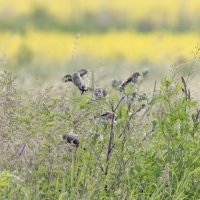молодые щеглы :: юрий макаров молодые щеглы :: юрий макаров