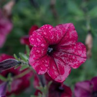 После дождя :: Петр 