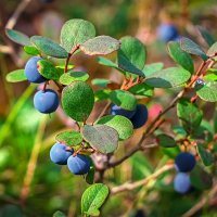 Голубика :: Aleksey Afonin Голубика :: Aleksey Afonin