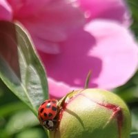 Лето. :: Любимова Ольга 