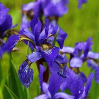 Доброе утро :: Юрий. Шмаков