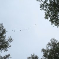 C возвращентем осени, Друзья, :: rimgis 